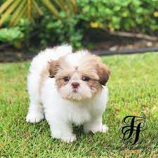 Pin On Fairy Tail Shih Tzu