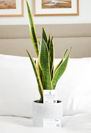 Plant Pals program - Kimpton St Honoré Paris