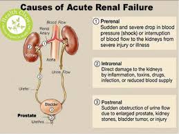 10 Hair Raising Blood Pressure Remedies In Urdu Ideas