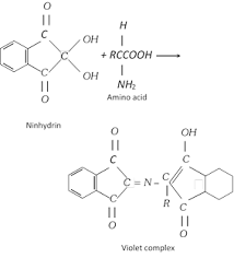 A protein solution is mixed with hopkins cole reagent, which consists of glyoxylic acid. Jee Main Jee Advanced Cbse Neet Iit Free Study Packages Test Papers Counselling Ask Experts Studyadda Com