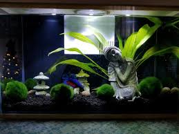 Used 2.5 gallon glass aquarium with hood, hood has a bright white led light fixture. Top Fin Bettaflo Betta Aquarium Fish Starter Kits Petsmart