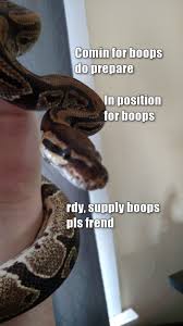 Snek Is The Slithering Scaly Surprisingly Adorable Heir To Doge The Daily Dot