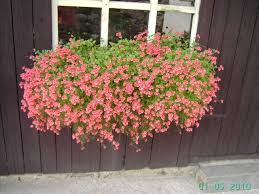 Image result for ostruhatka