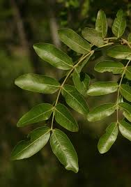 Image result for Brachystegia spiciformis