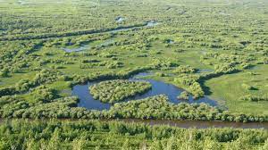 Institute of environmental studies & wetland management (ieswm) was established in march,1986 with the primary objective of carrying out studies related to wetland functions and its ecology. Wetland Benefits Wetlands International