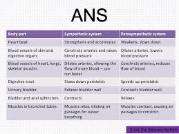 The Nervous System