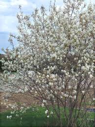 Image result for Amelanchier laevis