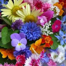 We did not find results for: 68 Edible Flowers For Beauty Flair Food And Health Gardensall Flowers
