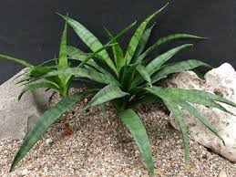 Image result for Sansevieria dooneri