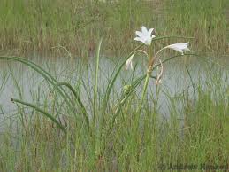 Image result for Crinum rautanenianum