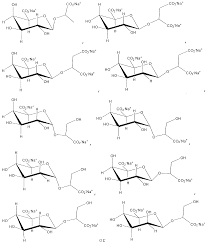 Image result for Synadenium pereskiifolium