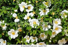Maybe you would like to learn more about one of these? Cherokee Rose Cherokee Rose Laevigata Native To China Was Introduced To Southeastern United States In About 1780 Became Canstock