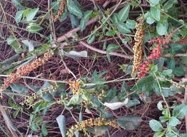 Image result for Phytolacca dodecandra