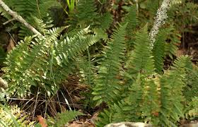 Image result for Arthropteris