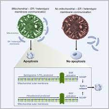Lighting the world of urinetown: Sphingolipid Metabolism Cooperates With Bak And Bax To Promote The Mitochondrial Pathway Of Apoptosis Cell