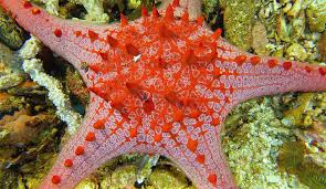 These printables are for personal and printable starfish coloring pages for kids. Starfish In Beautiful Colors Photograph By Paul Ranky