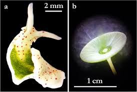 Image result for Isoglossa namuliensis