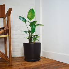Bird Of Paradise Houseplant Bird Of Paradise The Queen Of The Indoor Plant World Bird Of Paradise Plant Brings A Lavish Rich Vibe It Als In 2020 Birds Of Paradise Plant Paradise Plant Plants