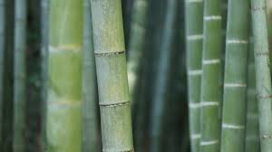 Relatively slow species in so cal. Species Diversity The Spider That Lives In The Bamboo Law Crime News