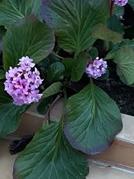 Image result for Bergenia