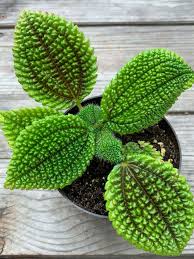Pin On Indoor House Plants