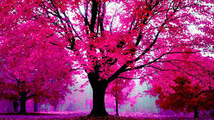 Maybe you would like to learn more about one of these? Vera Curaj Minuz On Twitter Pink Nature Pink Trees Hd Pink Wallpapers