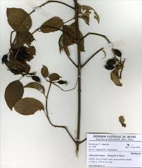 Image result for Mussaenda elegans