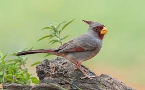 Items similar to arizona cardinals bird gang glass on etsy. Pyrrhuloxia Audubon Field Guide