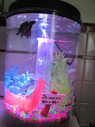 My Betta Tank In Bathroom Betta Fish Betta Tank Betta