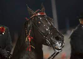 Walking horses are born with the ability to do other gaits in addition to the running walk. Horse Soring Verurteilter Trainer Gewinnt Championat Einen Monat Vor Seiner Sperre Propferd At Osterreichs Unabhangiges Pferde Portal News Aktuelle News