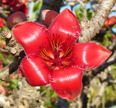 Image result for Bombax