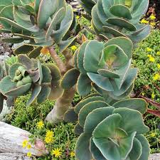Image result for Kalanchoe rotundifolia