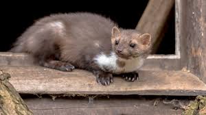 Image result for kuna lesní obrázky