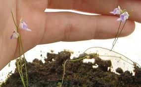 Image result for Utricularia arenaria