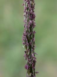 Image result for Sporobolus africanus