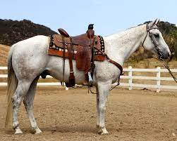 My Blue Lightning Beautiful Horses Animals Beautiful Horse Breeds