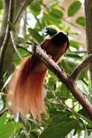 Raggiana Bird Of Paradise Papua New Guinea Raggiana Bird Of Paradise Bird Birds Of Paradise Pet Birds