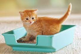 Hidup di zaman sekarang yang serba terbuka memang tidak bisa lepas dari kritikan. Cara Mudah Melatih Kucing Agar Tak Buang Air Sembarangan