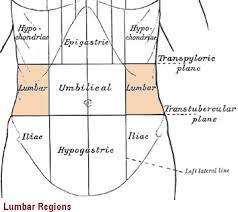 The low back, also called the lumbar region, is the area of the back that starts below the ribcage. Neck And Back Regions Posterior Regional Anatomy Regional Anatomy Human Anatomy Wellness Advocate Com