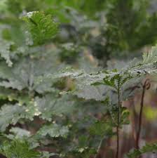 Image result for Selaginella vogelii