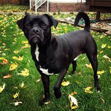 Same day delivery, accepting deposits, money back guarantee ,50% off Pug Lab Mix Pug Black French Bulldog Black Puppies Pug