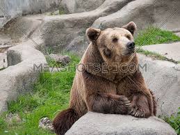 Ursus arctos once ranged throughout northern and central europe, asia, the atlas mountains of morocco and algeria, and western north america as far south as mexico. Eurasian Brown Bear Ursus Arctos Arctos On The Rock 218726 Meashots