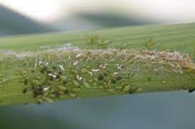 Bugs in the soil of a house plant present a. Managing Aphids In Corn Integrated Crop Management