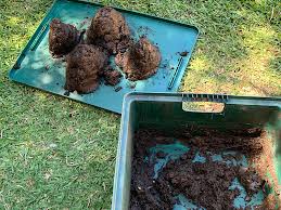 Can you put worm farm worms in the garden. Harvesting Worm Castings Gardening With Angus