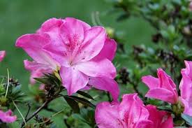 How To Trim Or Prune A Rhododendron Landscape Decor Diy Pruning Rhododendrons Gardening Tips