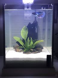 The standard 5 gallon fish tank is a favorite among freshwater and saltwater aquarium hobbyists. Gabby S Tank Was Upgraded White Sand And A Flourishing Amazon Sword New Dumbo Betta Fish Sh Cool Fish Tank Decorations Betta Fish Tank Fish Tank Decorations