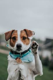 A central iowa pet rescue is doing everything it can to help 14 puppies recover after they were thrown off a bridge and into an icy creek.subscribe to kcci. Cute Dog Dog Adventure Dogs Rescue Dogs