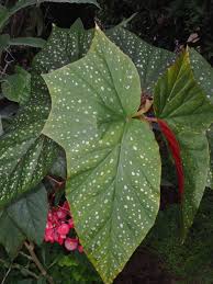 Image result for Begonia princeae