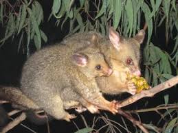 Choose bait that has a strong smell like fish or apples. 1080 Usage In New Zealand Wikipedia