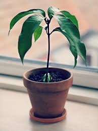 These are my steps for succesfully growing mango trees. Mango Tree From Seed Potteplante Indendors Urtehave Haveideer